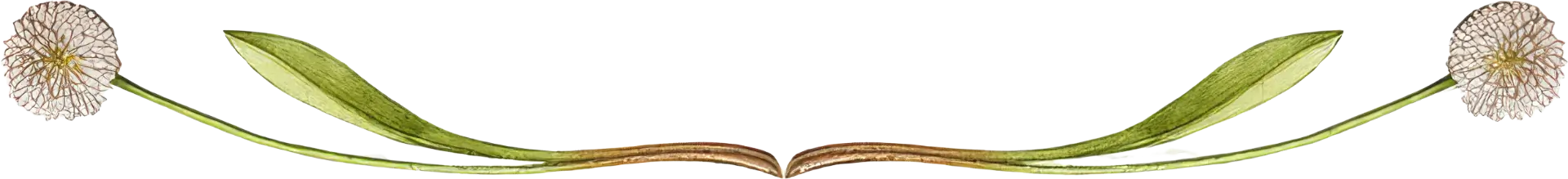 Contact Flowerbanner Banner